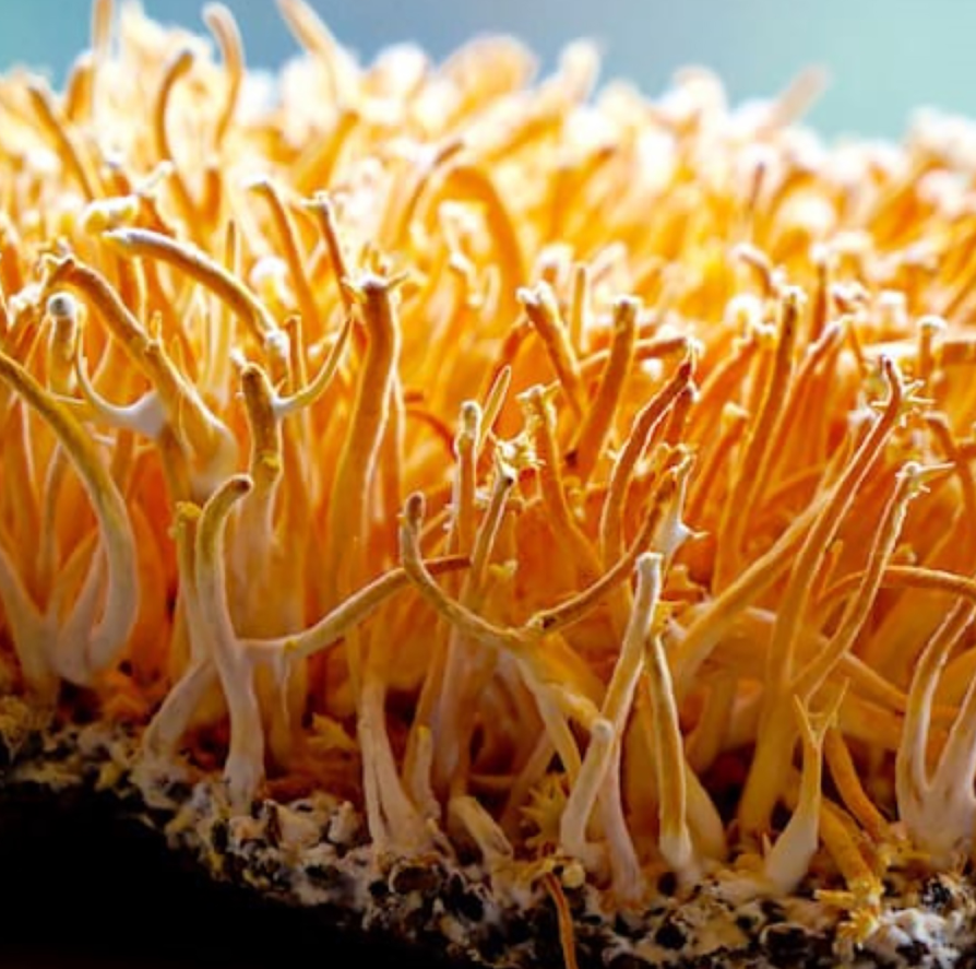 Cordyceps