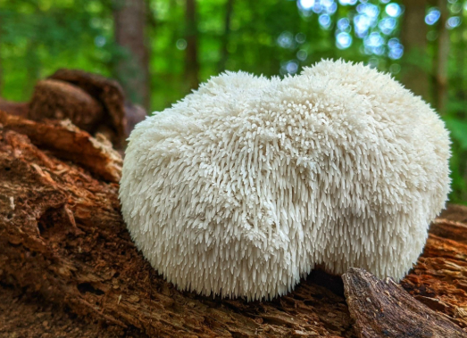 Lion's Mane