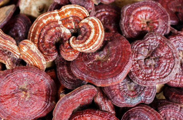 Reishi