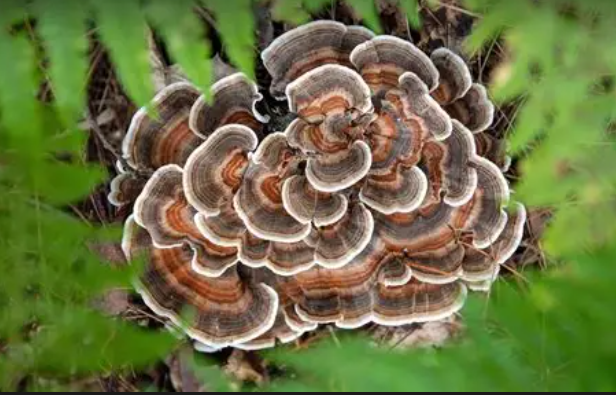Turkey Tail